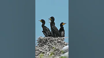 Большой баклан | Greater cormorant