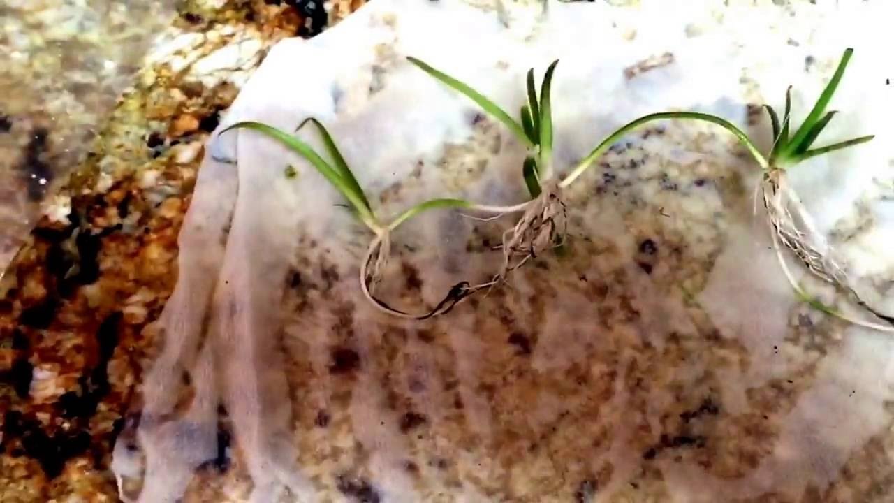 How To Ship Aquarium Plants