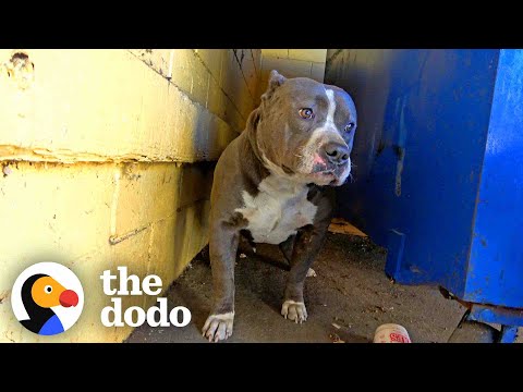 Video: 16 načinov, kako ubiti vašega psa z vašim davčnim vračilom
