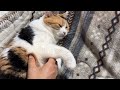 【三毛猫】私がなにをしても大丈夫なほど甘えたいミケ（2026年5月13日）
