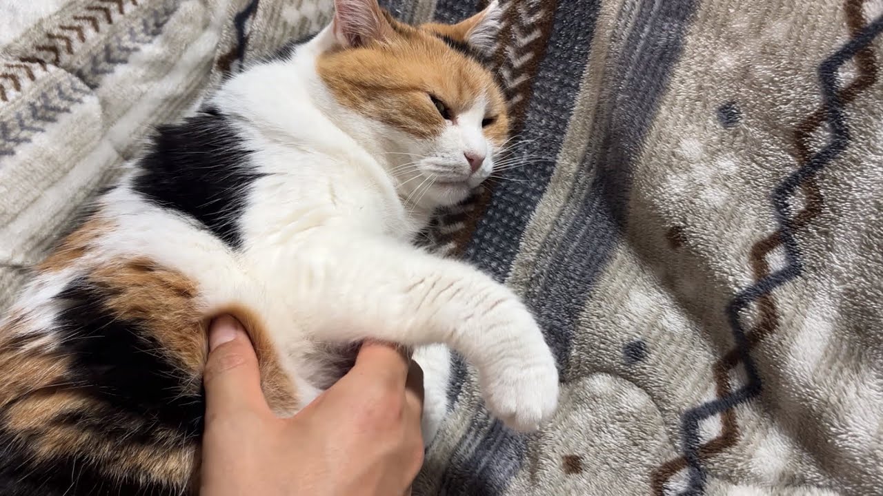 三毛猫】私がなにをしても大丈夫なほど甘えたいミケ（2026年5月13日