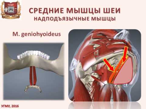 Мышцы шеи: строение, функция, кровоснабжение, иннервация