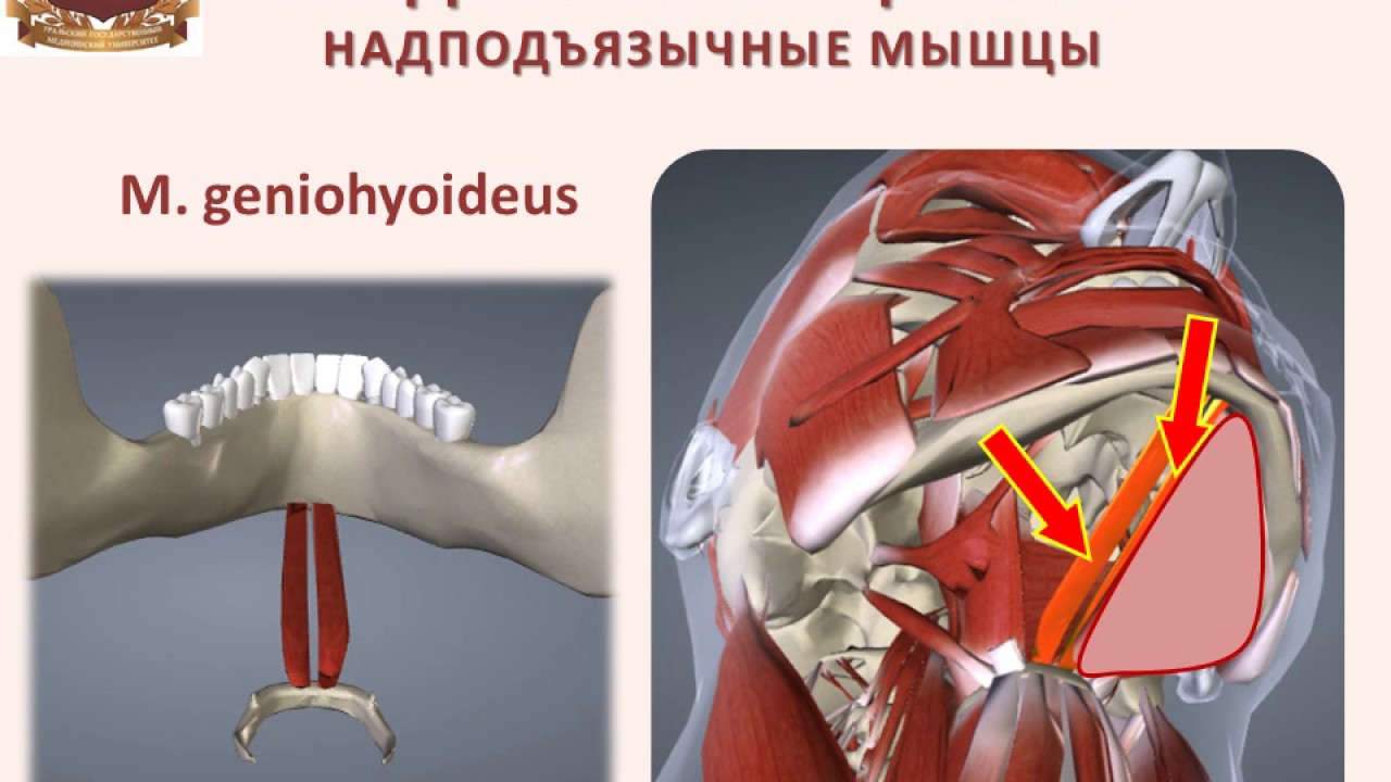 Строение Шеи Человека Фото С Описанием