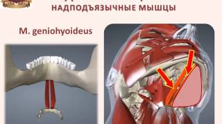 Мышцы шеи: строение, функция, кровоснабжение, иннервация(Учебно-методический проект кафедры анатомии человека ФГБОУ ВО УГМУ Минздрава России (Екатеринбург). Руков..., 2016-11-15T08:24:12.000Z)