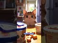 The Day I Lost to My Cat😤 | #catcomedy #funnystory #youtubeshorts #pethumor #shortfyp