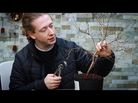 Vídeo: Com arrelar esqueixos de Mayhaw: consells per fer créixer Mayhaw a partir d'esqueixos