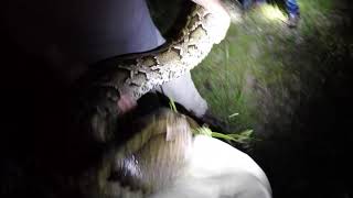 Amy being snippy with Dave during 16 foot python catch!