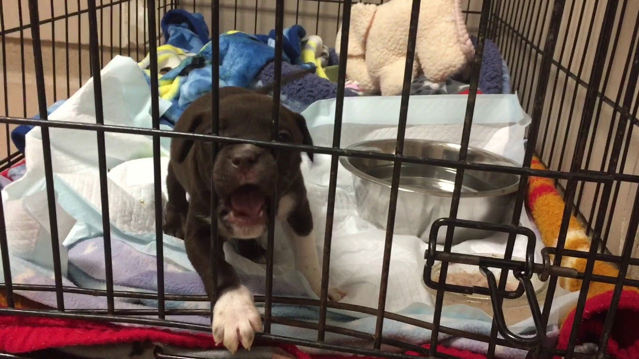 Puppy abandoned in freezing temperatures at SPCA of Wake County - YouTube