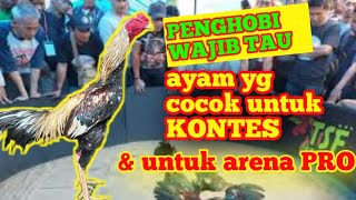 AYAM YG COCOK UNTUK KONTES, seperti ini ciri-cirinya