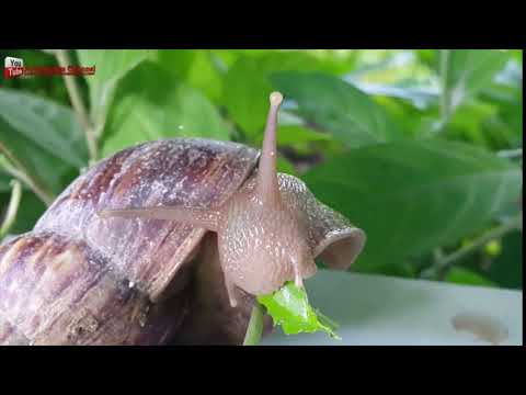 Vídeo: Què mengen els treehoppers?