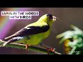 The Goldfinch - A Mysterious Bird You&#39;ll Fall in Love With