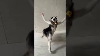 Husky dog Dance clips  #viral #hindi #tiktok #viraldog  #trending #template #thumbnail #clips #dog