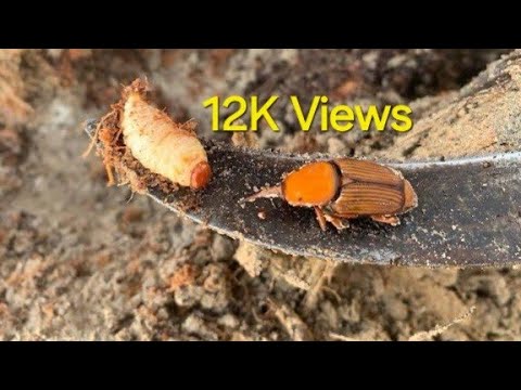 Video: Sago Palm Weevil Control: Tipy na léčbu Palm Weevil