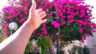 الحصول على الجهنمية بأسرع الطرق (الترقيد الهوائي )  Propagate Bougainvillea by Air laying