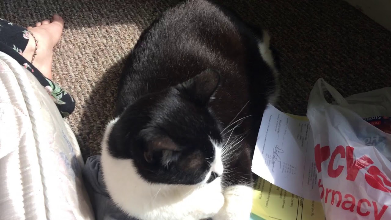 Meet the cats Speedo YouTube