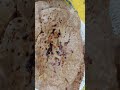 peer ajmalqadri#recipie by kitchen craze#food #shorts #shortvideo #youtubeshorts #ytshorts