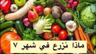 ماذا نزرع في شهر 7 ( يوليو - تموز ) من الخضروات