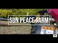 Sun Peace Farm #ネギ農家　＃農家　＃農業