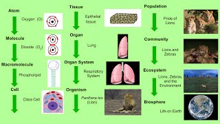 Introduction to Biology: Etymology and History