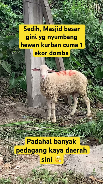 Entah siapa yang salah? 🥲😩 #domba #sapi #kurban #kambing  #iduladha