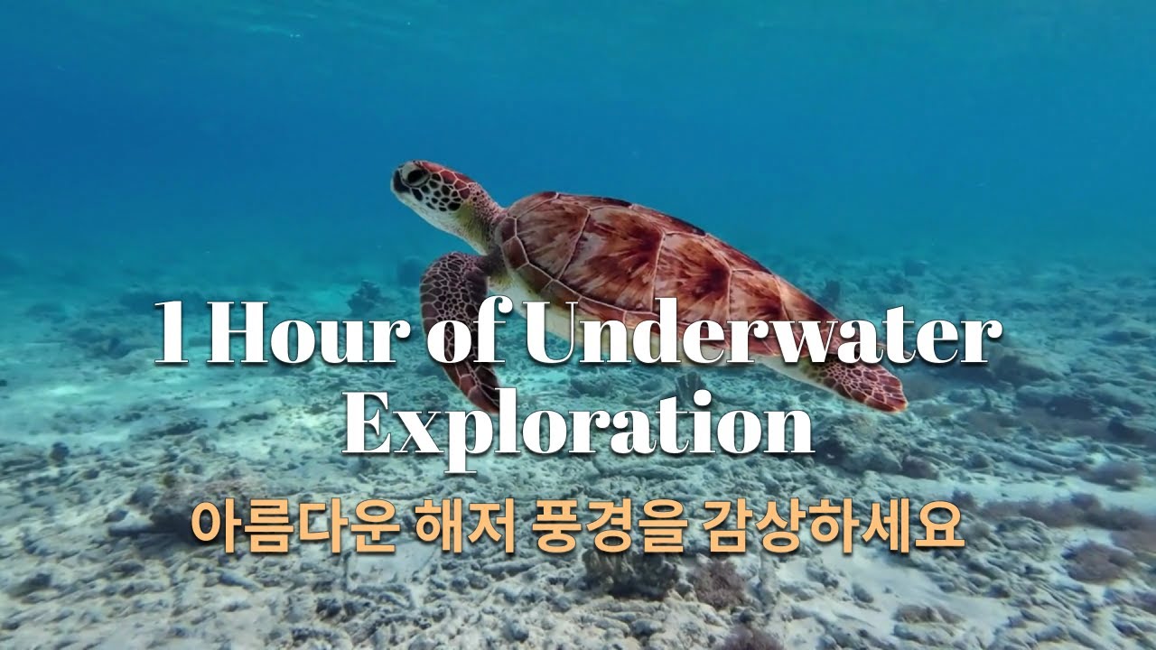 1시간 동안의 바닷속 탐험 l 1 hour underwater exploration | Enjoy beautiful ...