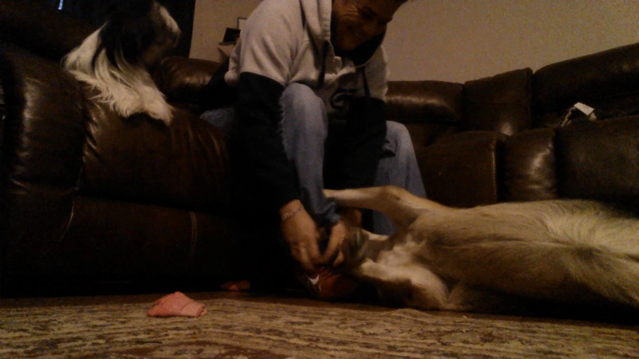 Dog doesn't want owner to leave the house - YouTube