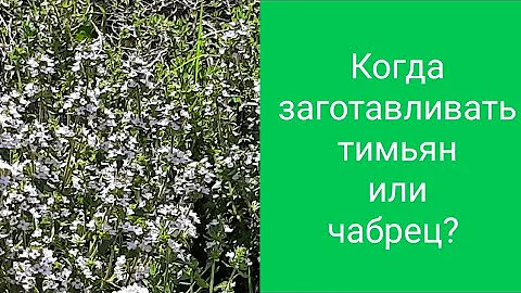 Когда и как заготавливать чабрец?