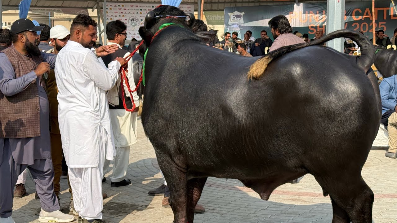 Punjab Cattle Show Buffalo Beauty Competition Mazhar Biba Official 