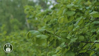 Pure Rain Sounds for Sleeping, Relaxing and Study 🌧 Real Gentle Rain Sounds in the Forest