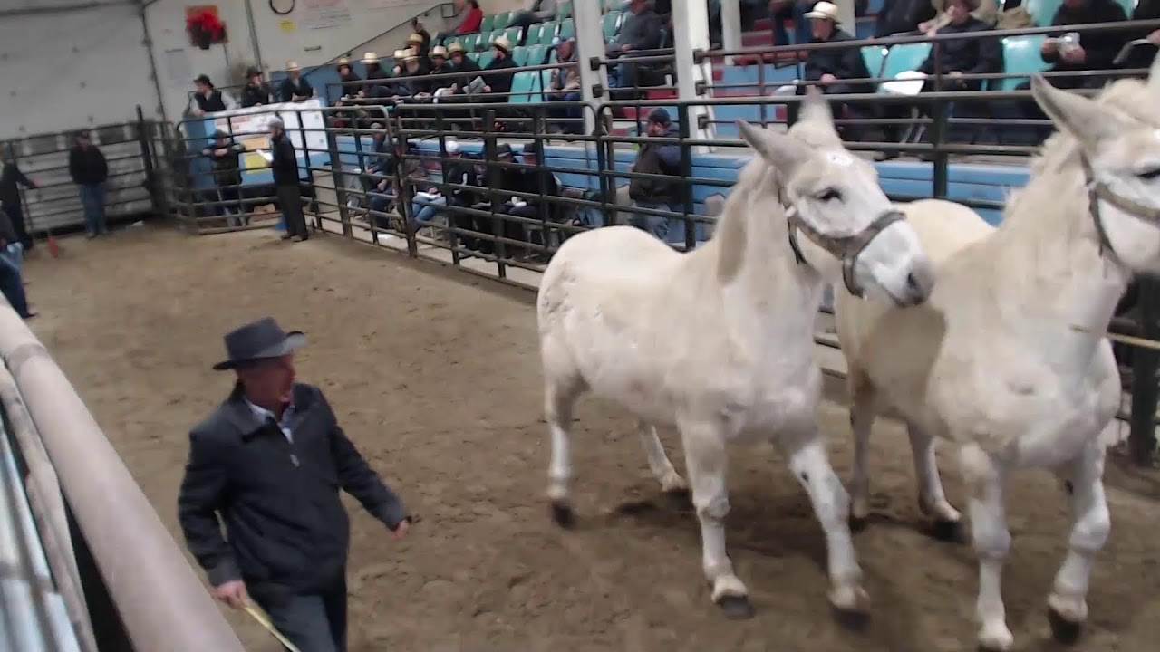 2026 Jan Bluegrass Annual Mule Sale  Tlkton KY