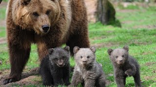 Веселые медведи | ТОП Подборка видео про медведей и забавных медвежат