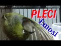 Pleci Gacor Ngalas Muzarab Buat Pancingan Pleci Mana Saja Mp3 - Mp4 Download