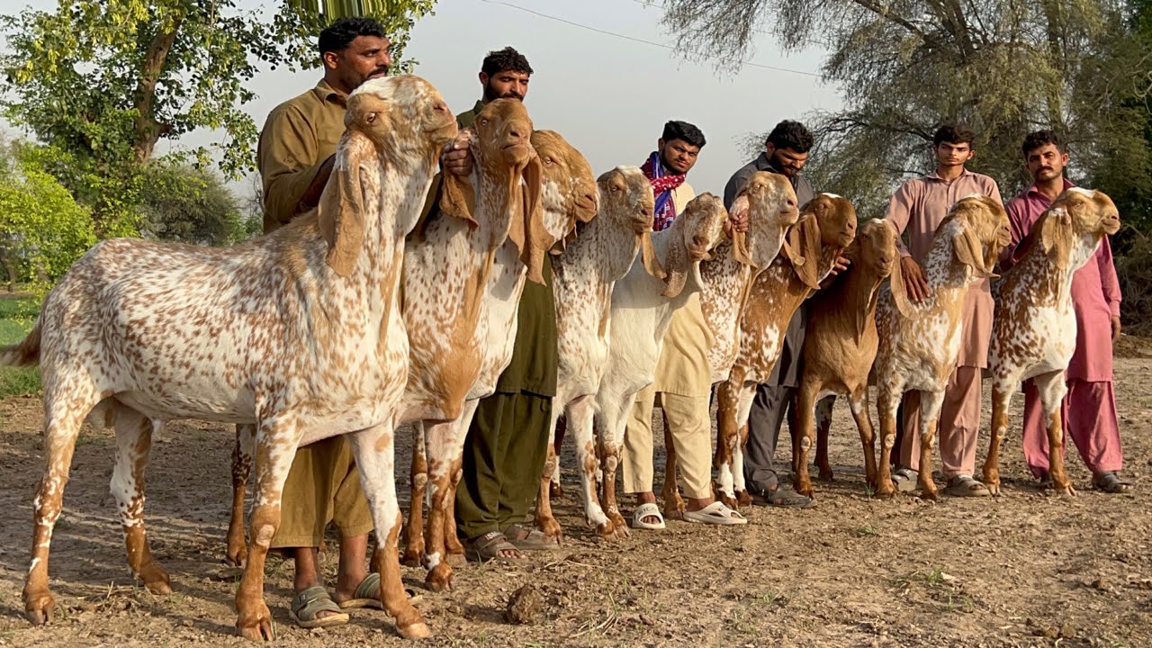 Bakra Eid 2025 k VIP Biggest Bakry ll 100 Bakron Ka Soda ll Bakra Mandi 2025 Cow Mandi 2025 #bakra