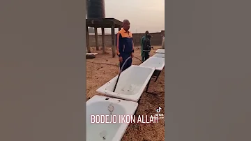 Cattles Viral Sarauta Trending Lamido Miyettiallah Fulfulde Bello Bodejo 