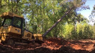 Felling trees with a BULLDOZER!!!