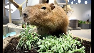 カピバラの健康願い春の七草