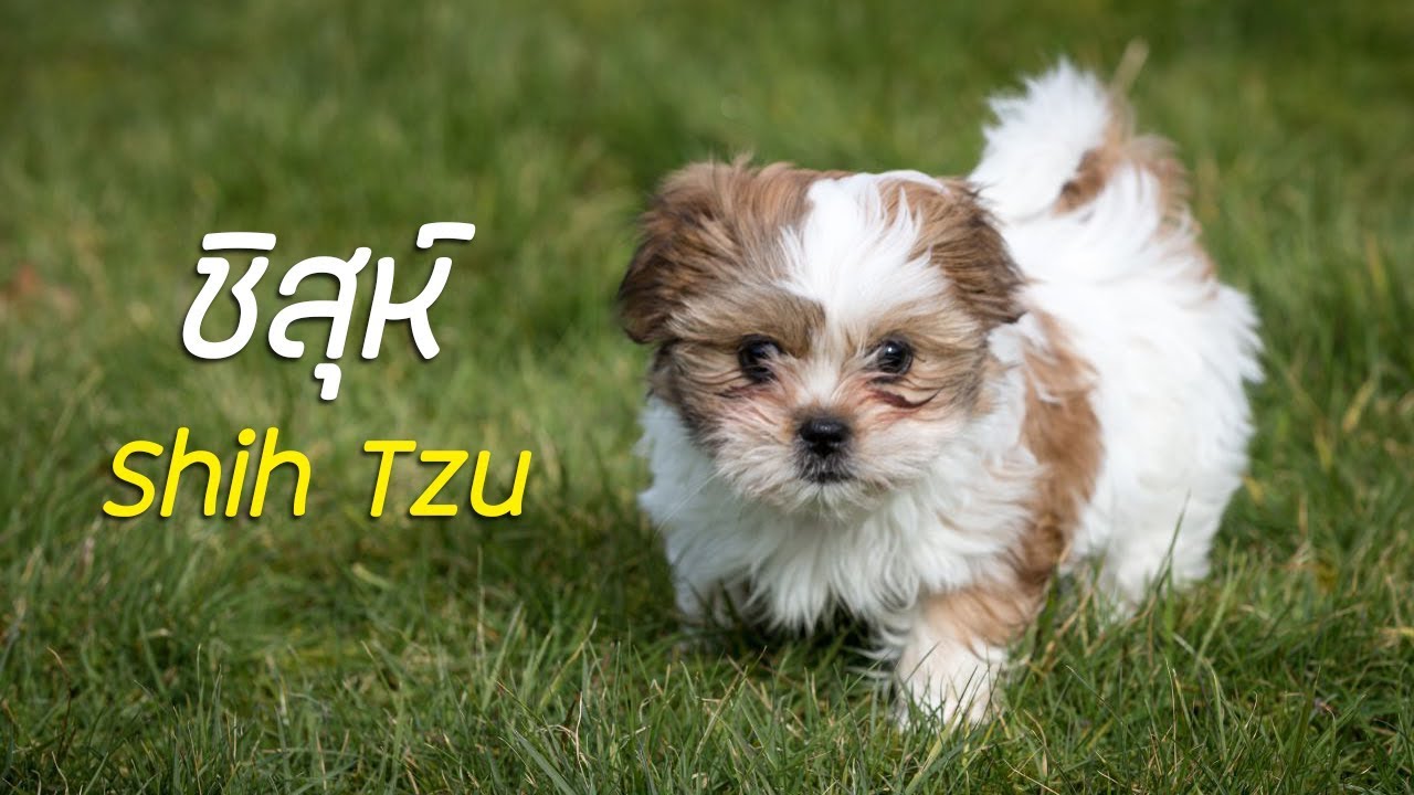 รู้จักสุนัขพันธุ์ ชิสุห์ (Shih Tzu) สุนัขตัวจิ๋ว หน้าคล้ายสิงโต !! #PerkakEiei