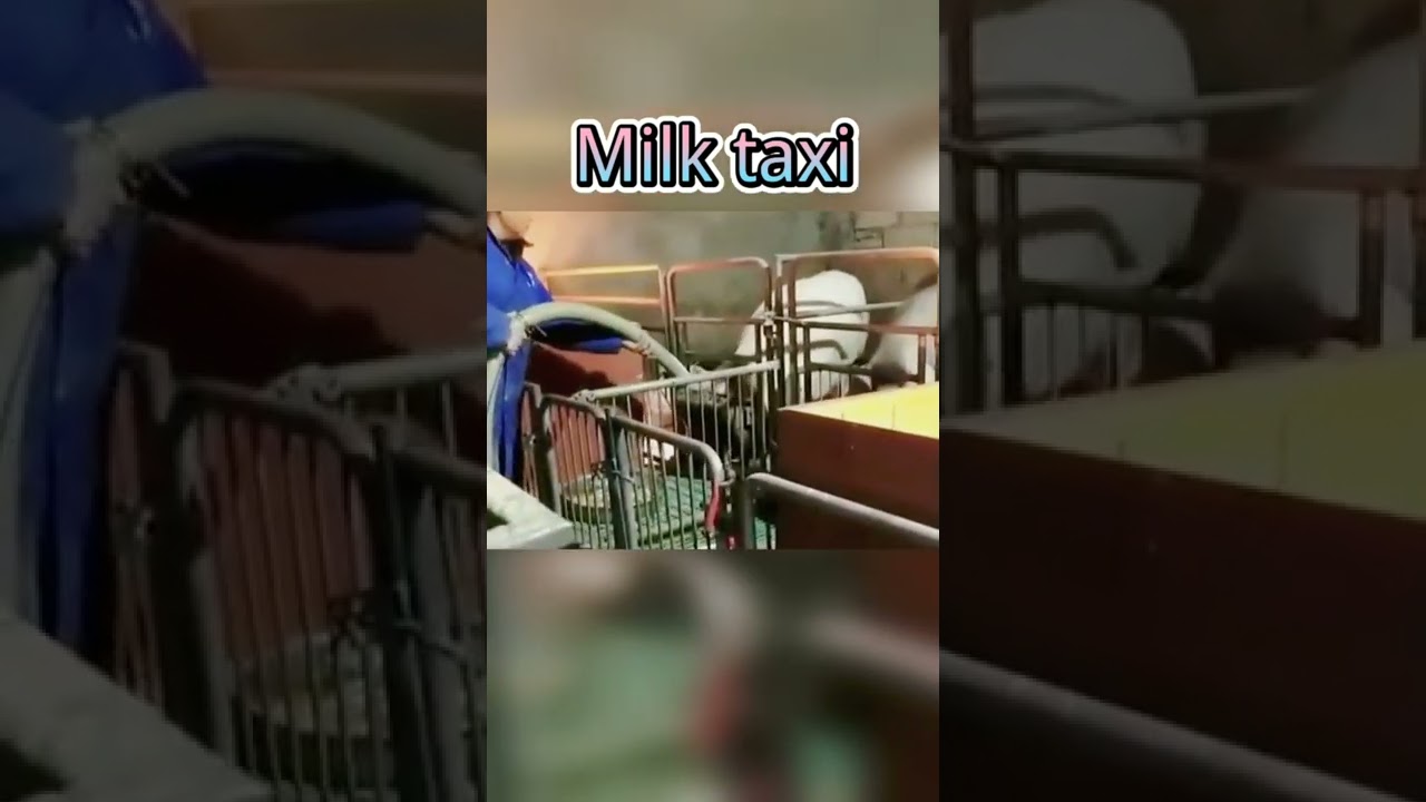 milk taxi