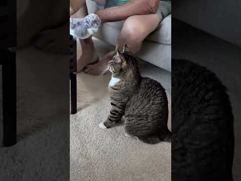Silly video