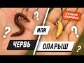 ЧЕРВЬ ИЛИ ОПАРЫШ? На что лучше клюет ? Проверил на практике!