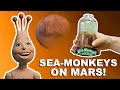 Seamonkeys on mars  unboxing  review