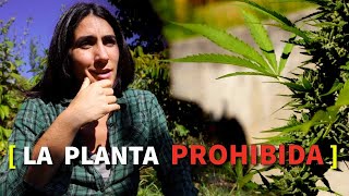 🌿 La planta PROHIBIDA