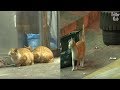 Restaurant Lady Has Cats As Bodyguards? | Kritter Klub