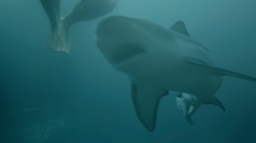 嵐に紛れて侵入してきたのは人喰いザメだった／映画『シャークストーム』予告編