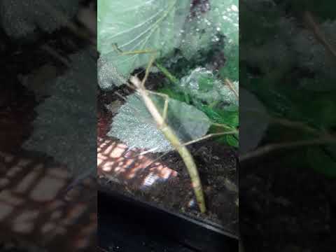 Vietnamese Walking Stick Diet