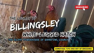Billingsley White-Legged Hatch: The Silent Powerhouse of Gamefowl Legacy screenshot 4