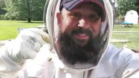 How do you quickly stop beehive robbing?  Beekeeping 101