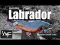 W4F - Fly Fishing Brook Trout - Labrador Canada