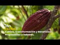 Cacao: Cultivo, Transformación y Beneficios | Propiedades y Sabores - TvAgro por Juan Gonzalo Angel