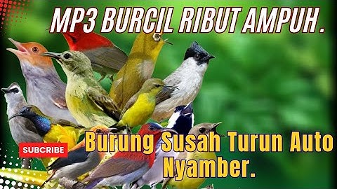 SUARA pikat Burcil Ribut MP3 Paling Dicari II MP3 Pikat Burung Kecil Susah Turun.